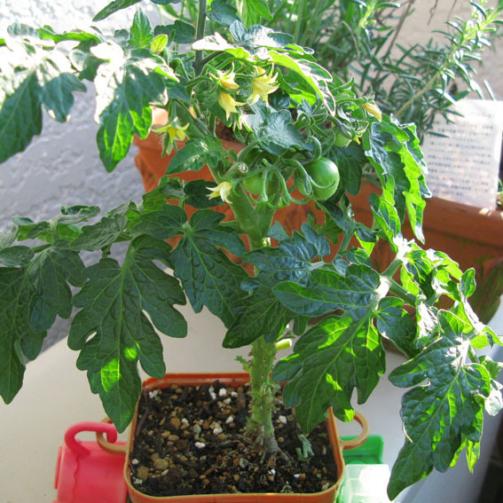 Producto. Plantas de tomate.