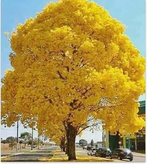Bello y grande, como un árbol florido, es mi amor por ti.