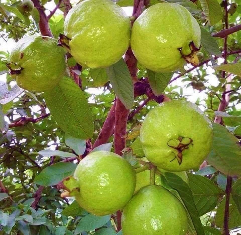 Producto: Guayaba verde.