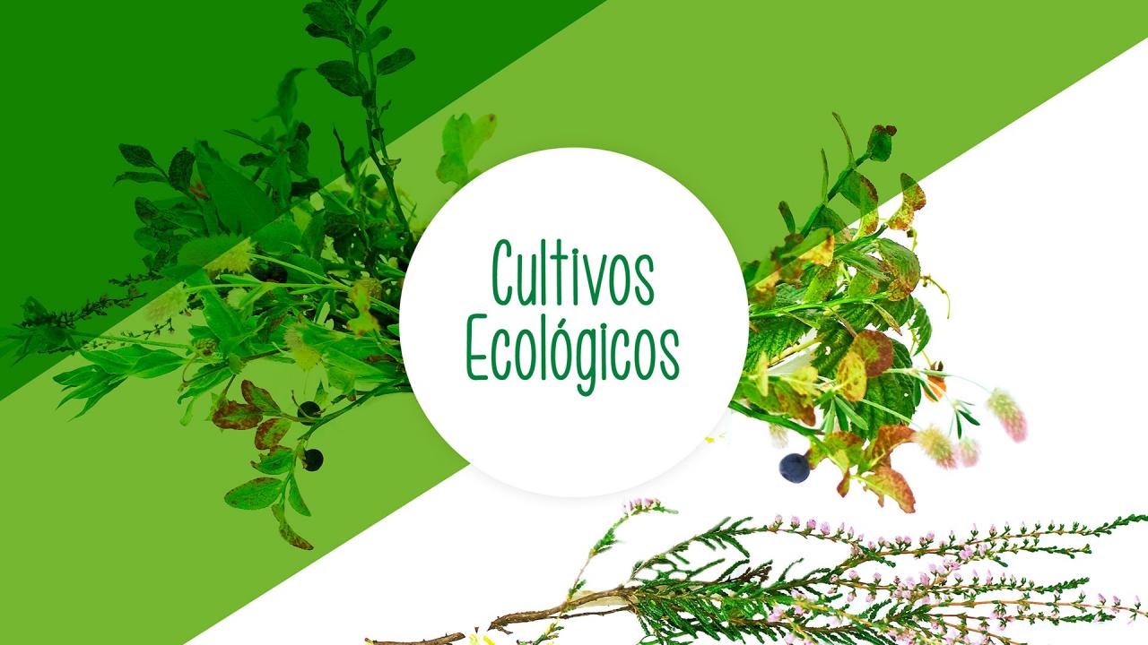 Primer encuentro de dueños de fincas ecológicas de la provincia de Pinar del Rio. Octubre 2019. 