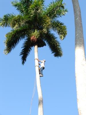 Los productores de la agricultura en Cuba, en estos momentos, necesitan subsidios y no impuestos.