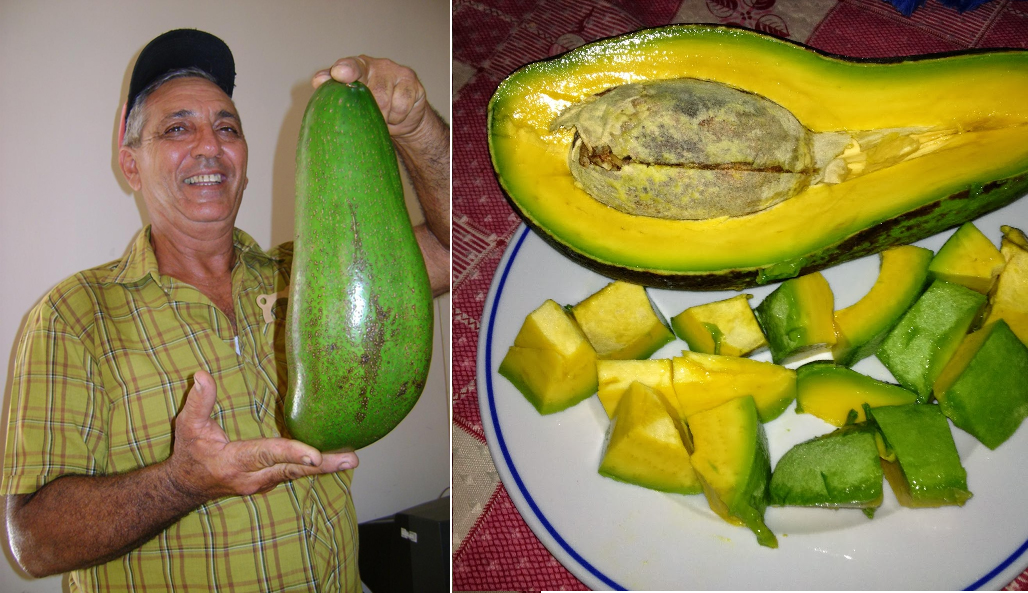 Aguacate cubano muy grande.