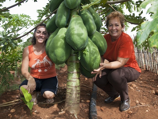 Producto, frutas frescas: Fruta bomba verde.