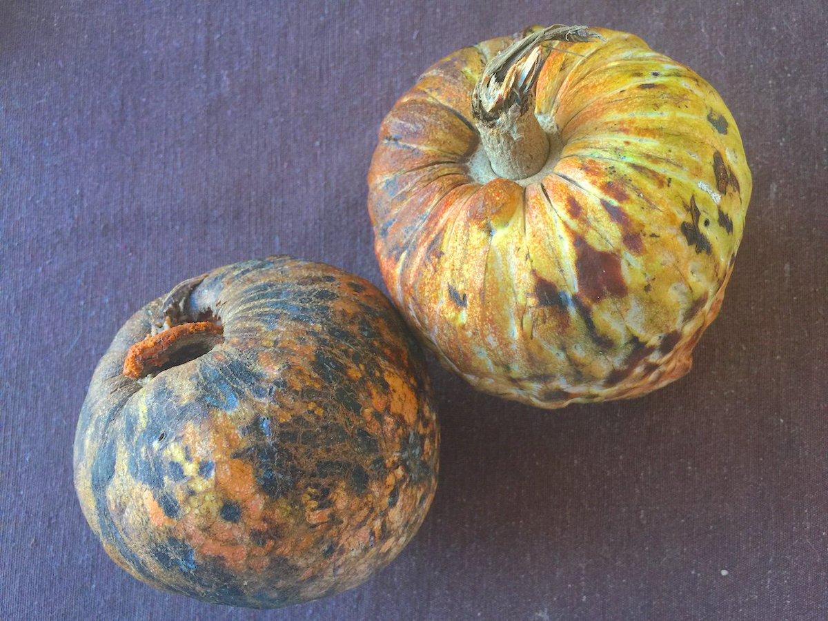 Proposición de inversión: Te propongo que inviertas 520 posturas de frutas, para sembrar en mi finca