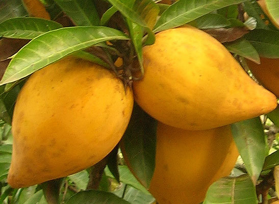 Producto, frutas frescas: Canistel.