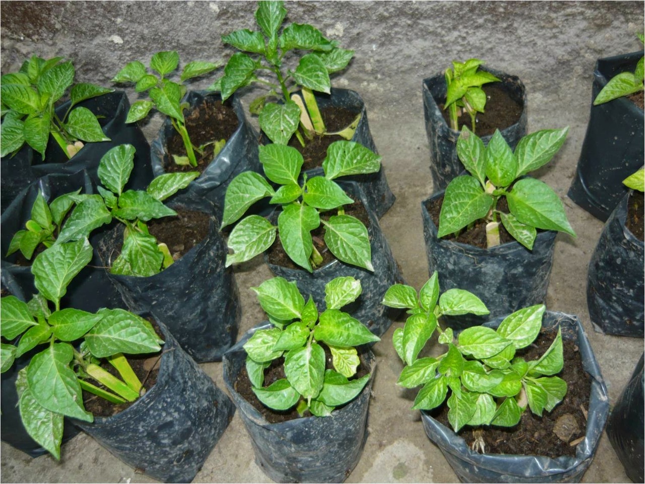 Producto. Posturas de ají.