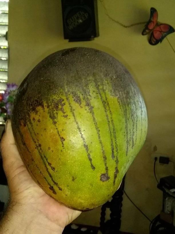 Mango globo.