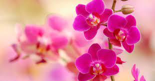 Arrenda de orquideas.