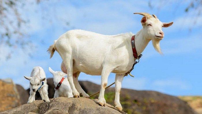 Proposición de inversiones: Busco inversor en chivas desde 10000 dólares,  para la Finca Ecológica, de Producción y Recreo, en Pinar del Rio, Cuba.